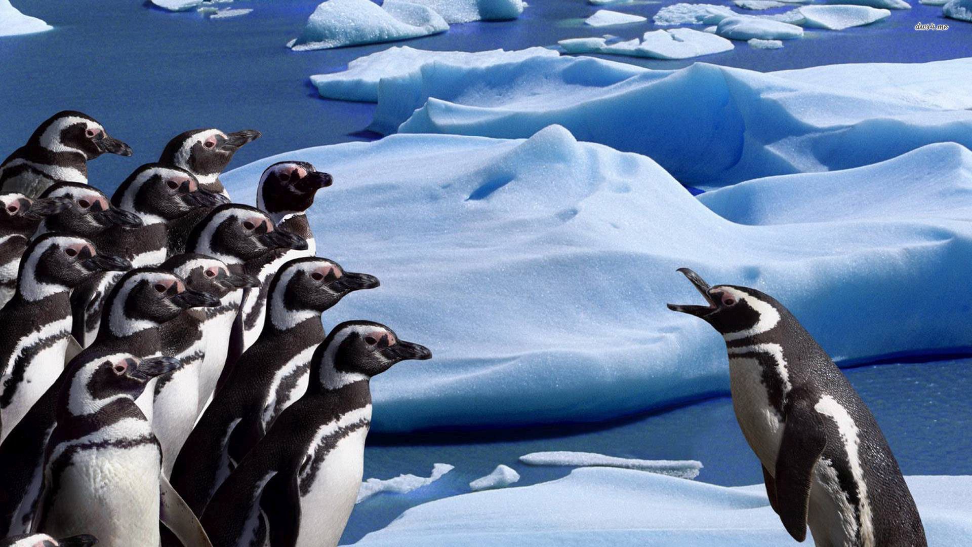 27874-cute-penguins-1920x1080-animal-wallpaper